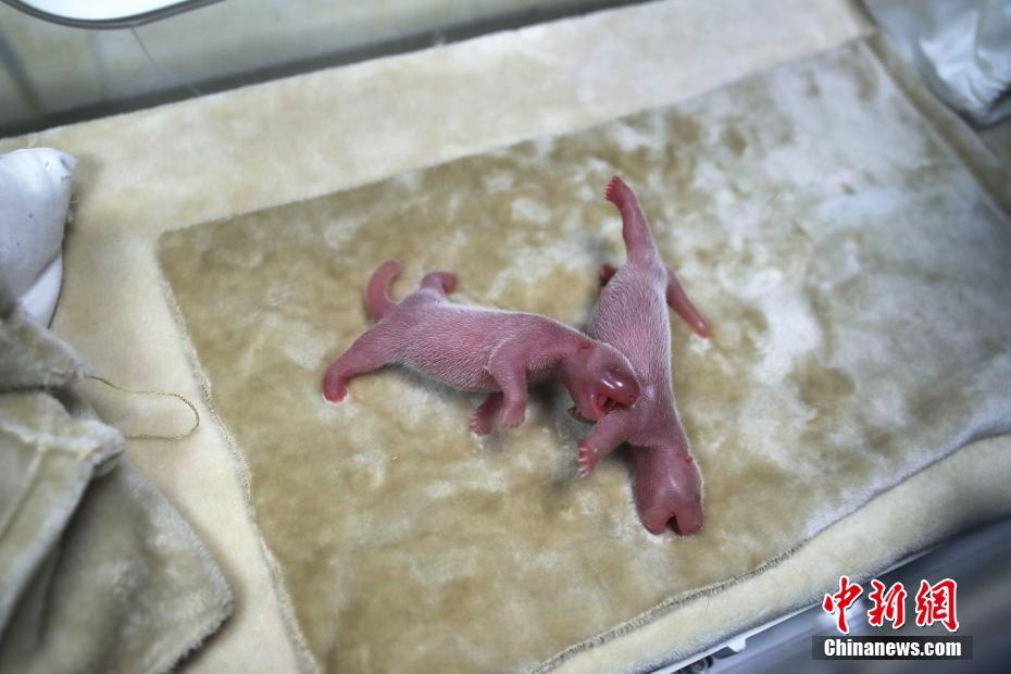 赛博朋克2077诗篇11:6怎么获得